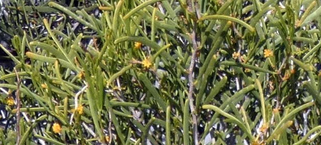 Dall''Australia (WA):  Acacia cfr ligulata (Fabaceae)