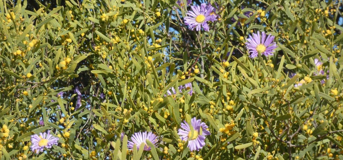 Dall''Australia (WA):  Pembertonia latisquamea (Asteraceae)