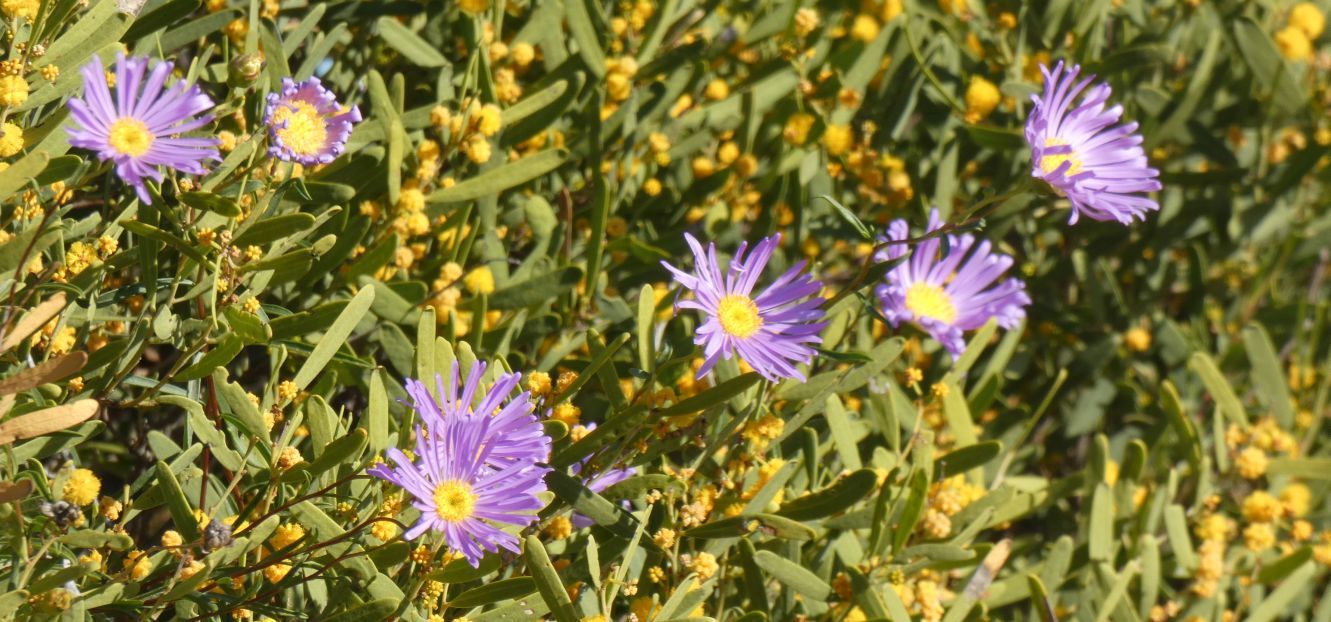 Dall''Australia (WA):  Pembertonia latisquamea (Asteraceae)