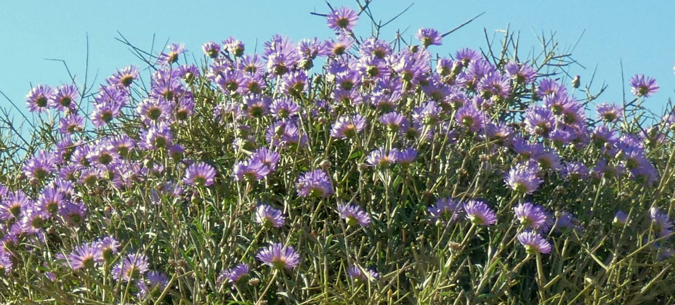 Dall''Australia (WA):  Pembertonia latisquamea (Asteraceae)