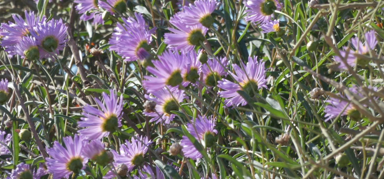 Dall''Australia (WA):  Pembertonia latisquamea (Asteraceae)