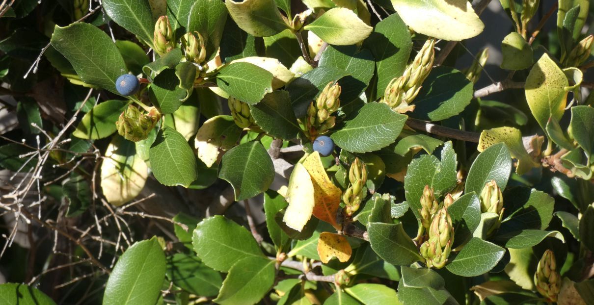 Dall''Australia (WA):  Rhaphiolepis cfr. umbellata (Rosaceae)