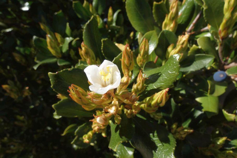 Dall''Australia (WA):  Rhaphiolepis cfr. umbellata (Rosaceae)