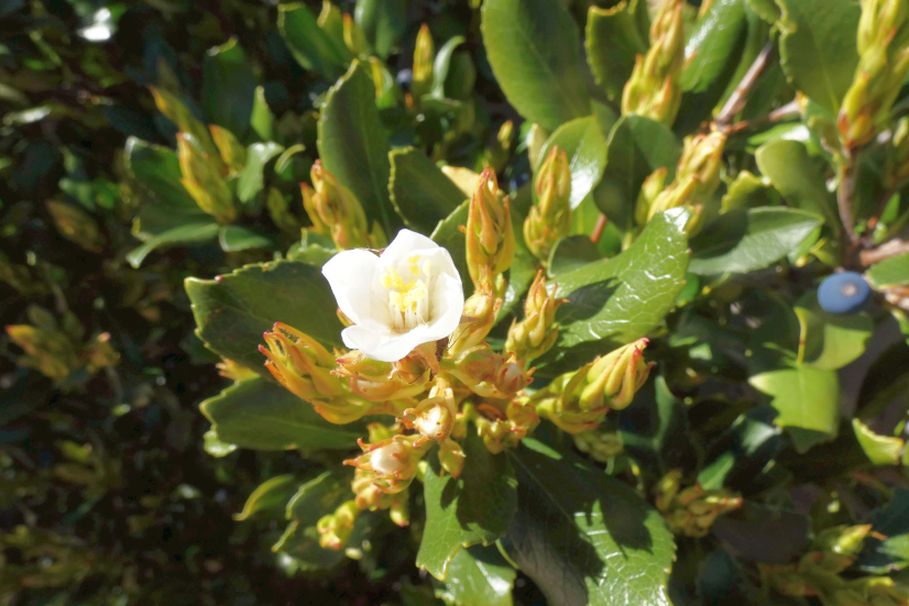 Dall''Australia (WA):  Rhaphiolepis cfr. umbellata (Rosaceae)