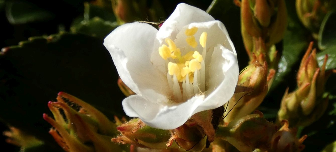 Dall''Australia (WA):  Rhaphiolepis cfr. umbellata (Rosaceae)