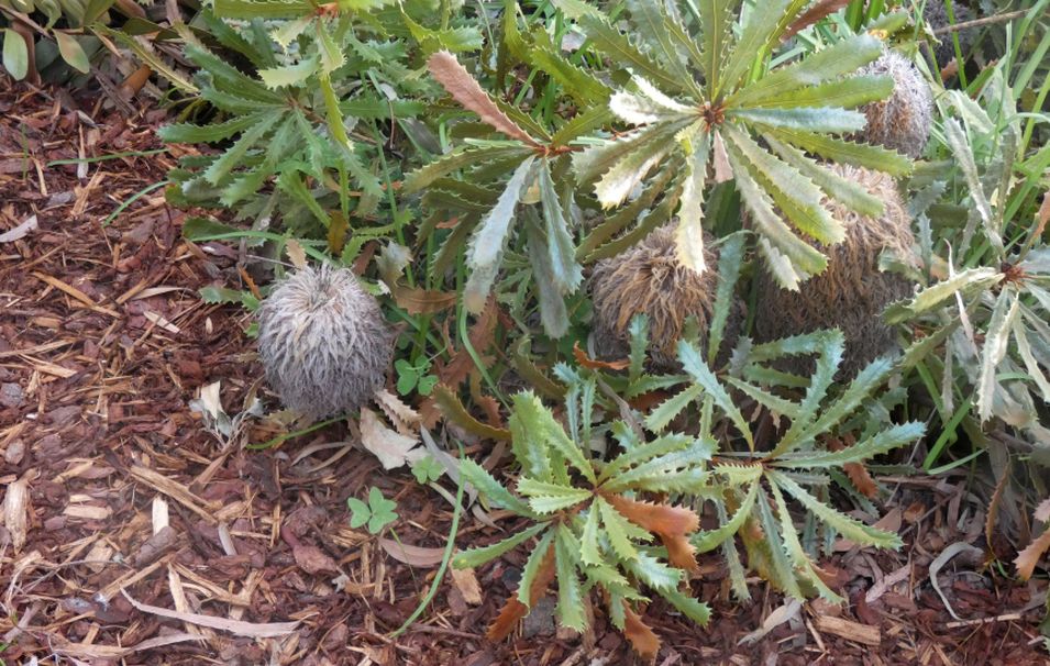 Dall''Australia (WA): Banksia baueri (Proteaceae)