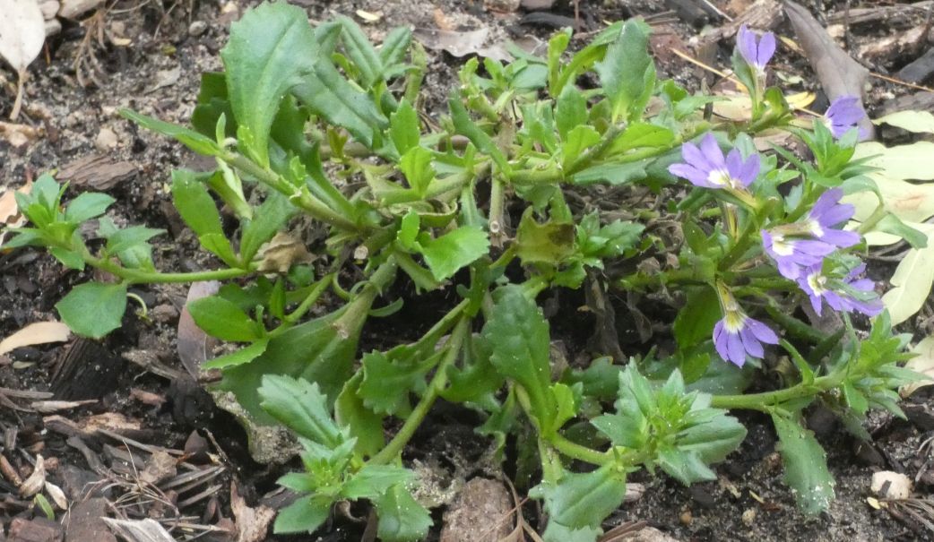 Dall''Australia (WA):  Scaevola aemula (Goodeniaceae)