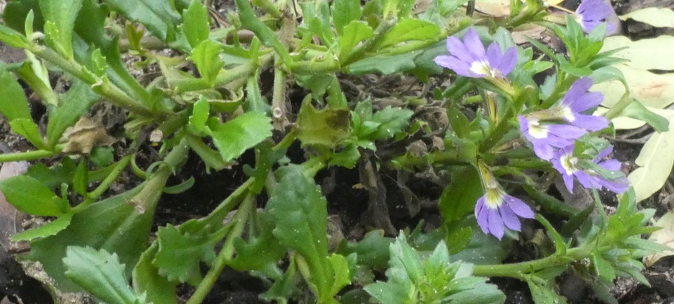 Dall''Australia (WA):  Scaevola aemula (Goodeniaceae)