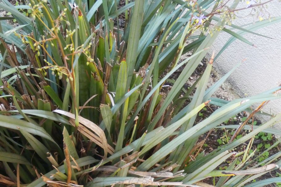 Dall''Australia (WA):  Dianella sp. (Xanthorrhoeaceae)