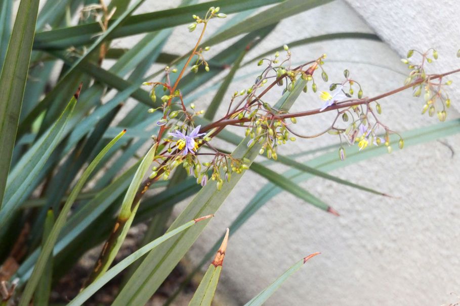 Dall''Australia (WA):  Dianella sp. (Xanthorrhoeaceae)