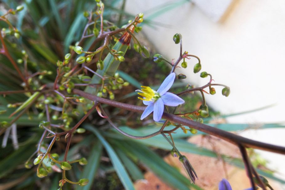 Dall''Australia (WA):  Dianella sp. (Xanthorrhoeaceae)