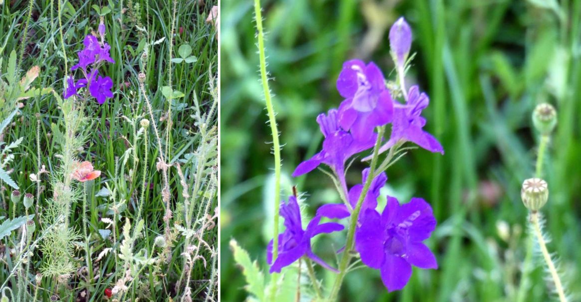 Linaria sp. (Plantaginaceae) e Lupinus sp. (Lamiaceae)