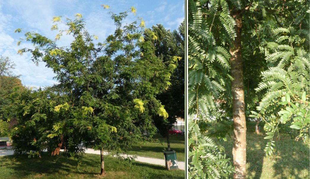 Gleditsia ? S, Gleditsia triacanthos fo. inermis (Fabaceae)