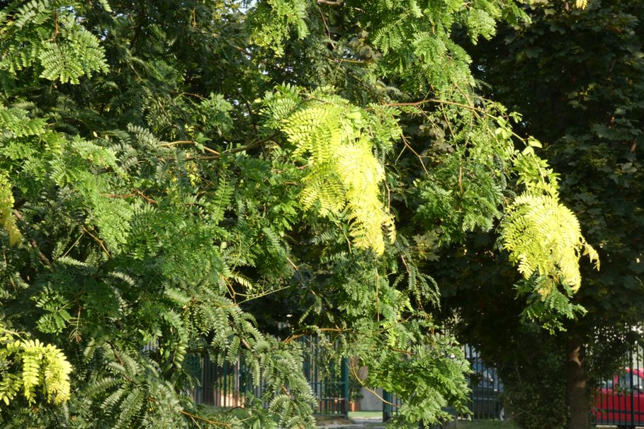 Gleditsia ? S, Gleditsia triacanthos fo. inermis (Fabaceae)