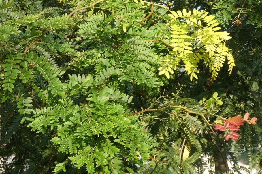 Gleditsia ? S, Gleditsia triacanthos fo. inermis (Fabaceae)