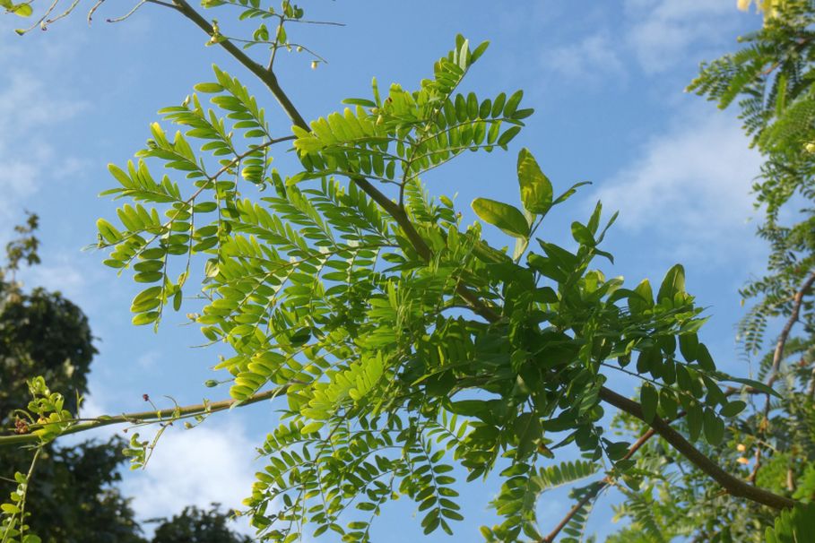 Gleditsia ? S, Gleditsia triacanthos fo. inermis (Fabaceae)