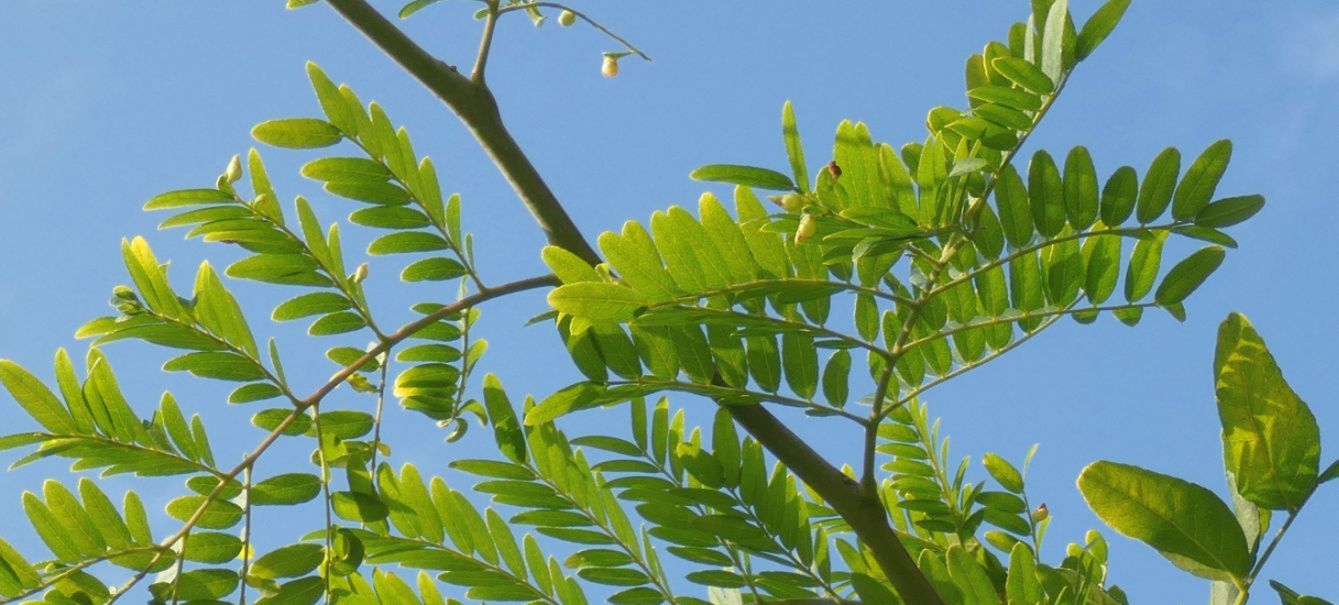 Gleditsia ? S, Gleditsia triacanthos fo. inermis (Fabaceae)