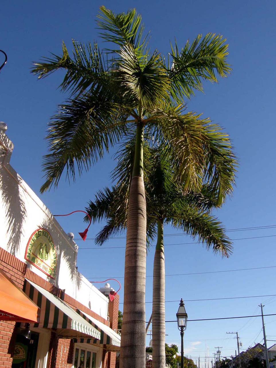 Palma centroamericana :  Roystonea regia