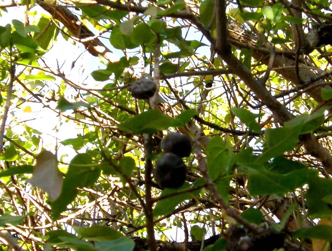 Frutti scuri dalla Florida:  Aleurites sp. (Euphorbiaceae).