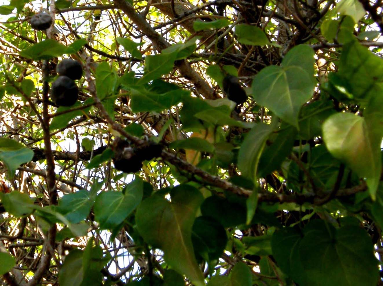 Frutti scuri dalla Florida:  Aleurites sp. (Euphorbiaceae).