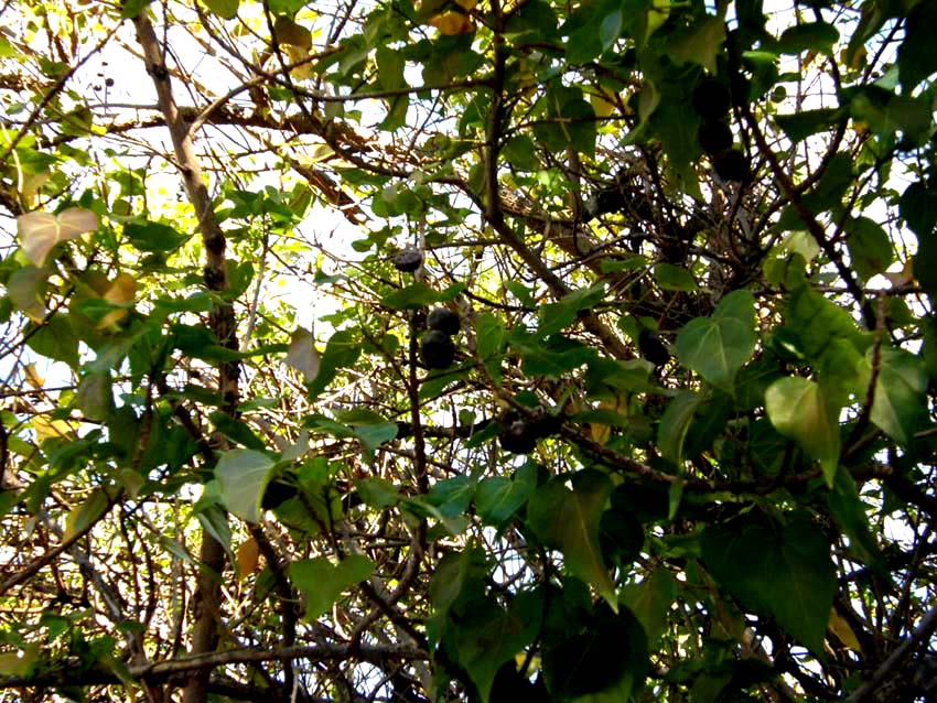 Frutti scuri dalla Florida:  Aleurites sp. (Euphorbiaceae).