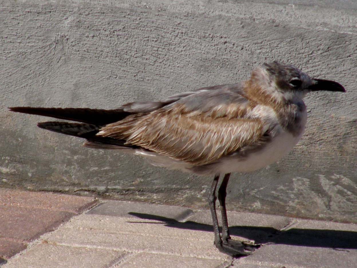 Gabbiani della Florida