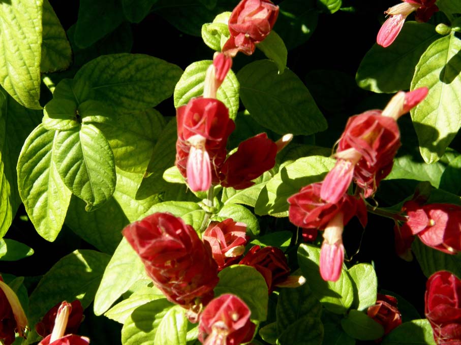 Dalla Florida   fiori rosso-violacei - Beloperone guttata