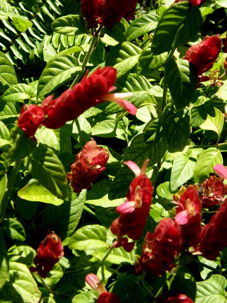 Dalla Florida   fiori rosso-violacei - Beloperone guttata