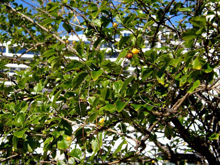 Piccoli frutti gialli della Florida - Duranta sp.