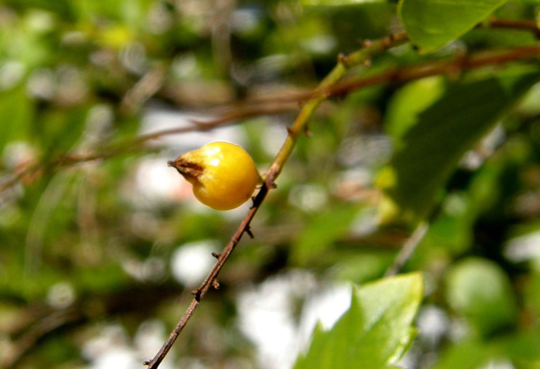 Piccoli frutti gialli della Florida - Duranta sp.