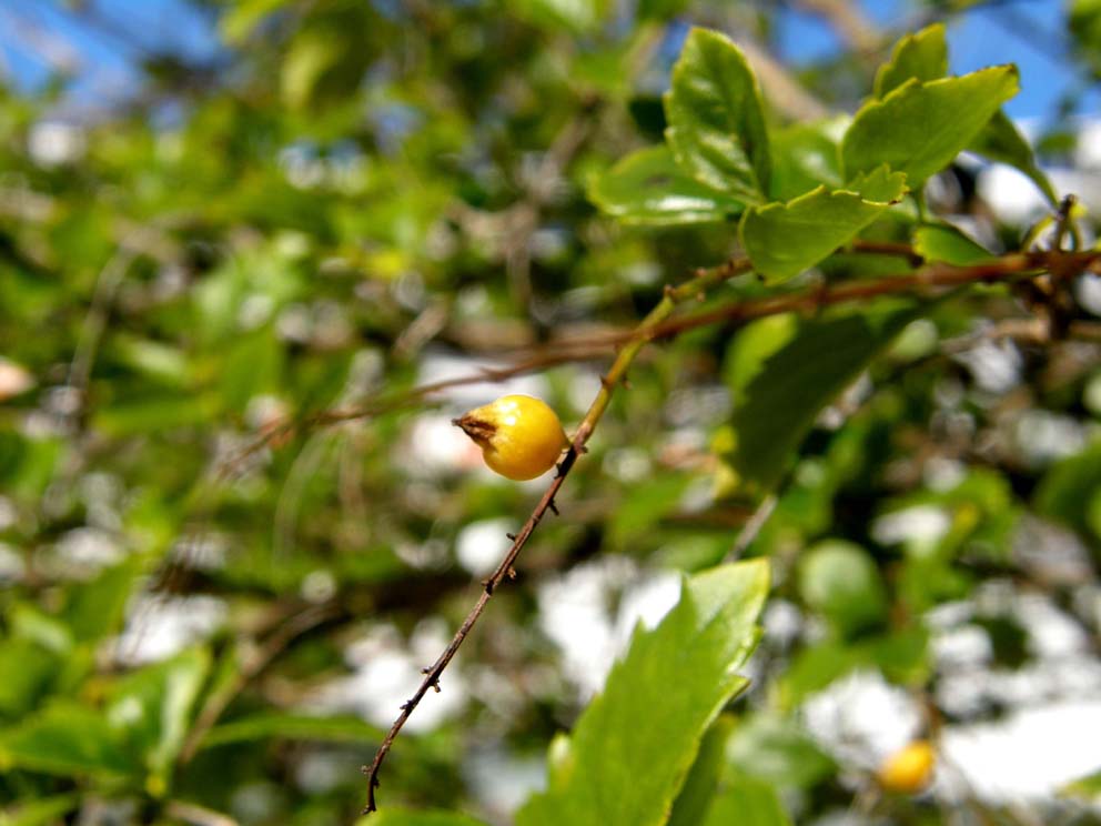 Piccoli frutti gialli della Florida - Duranta sp.