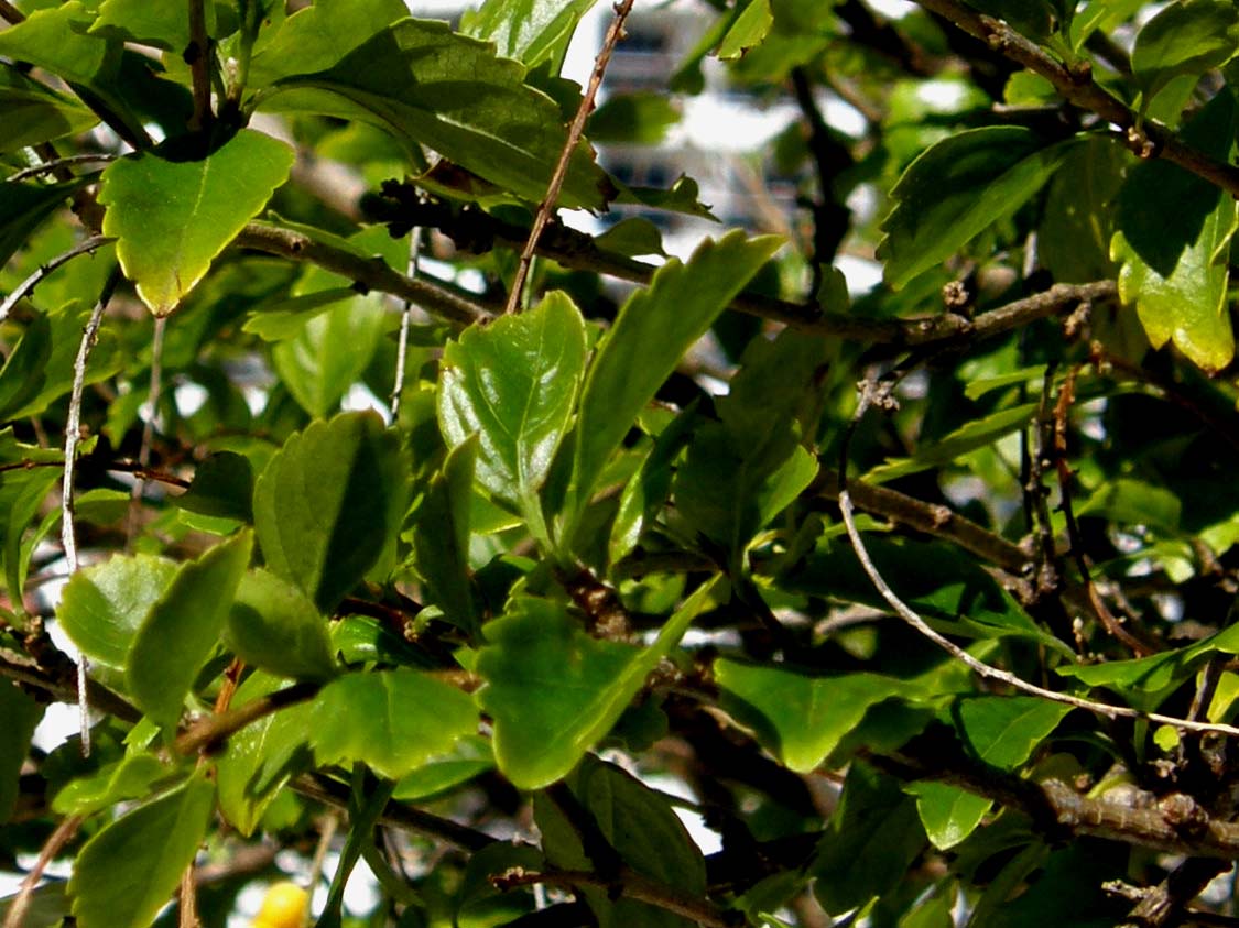 Piccoli frutti gialli della Florida - Duranta sp.