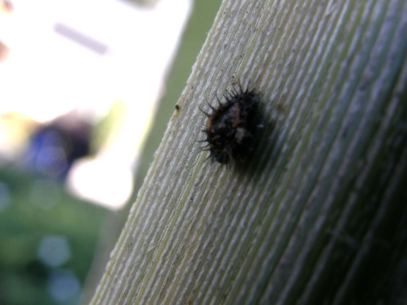 Spinosa larva d''insetto della Florida