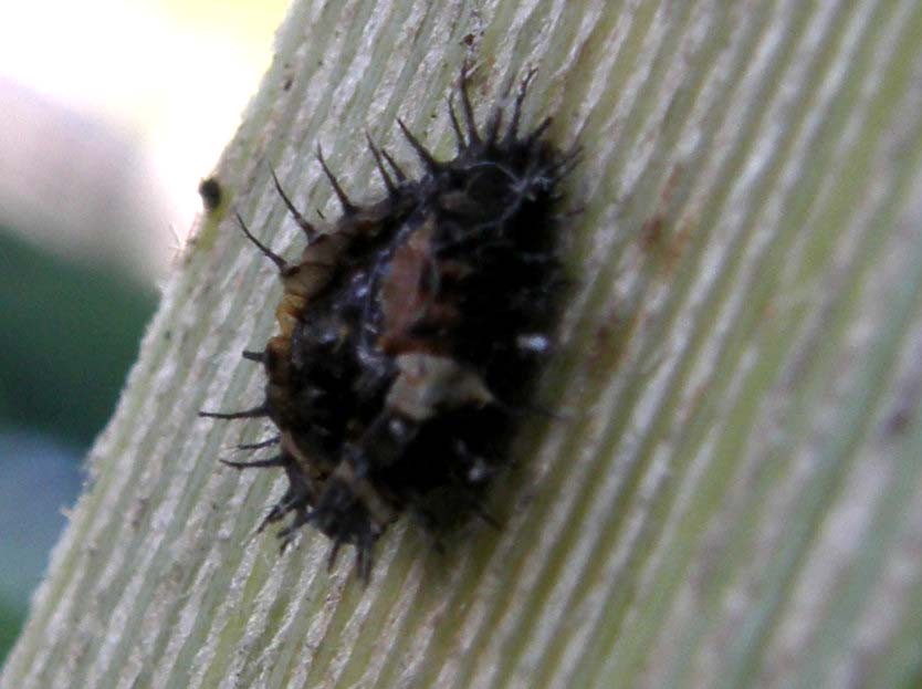 Spinosa larva d''insetto della Florida