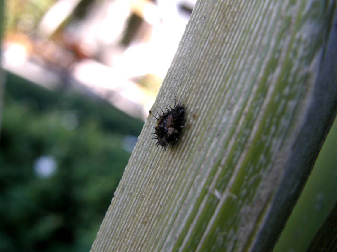 Spinosa larva d''insetto della Florida