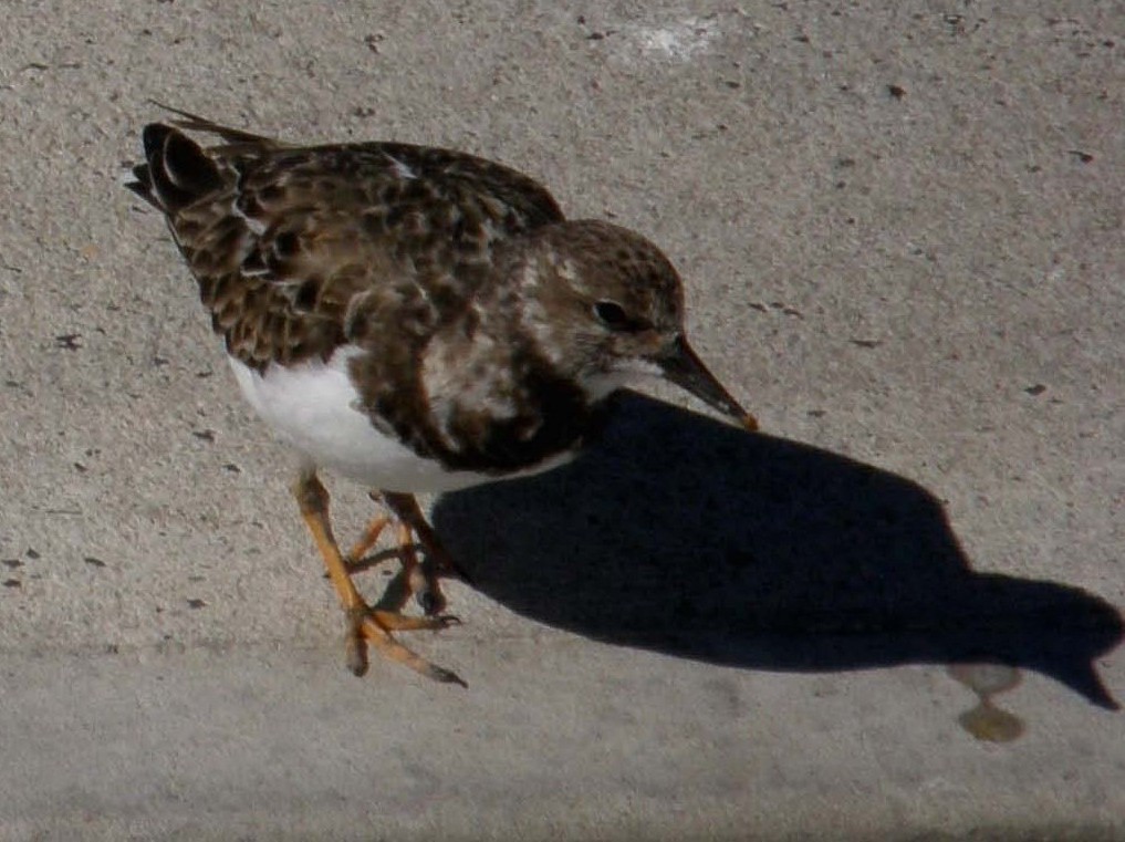 Limicoli caraibici