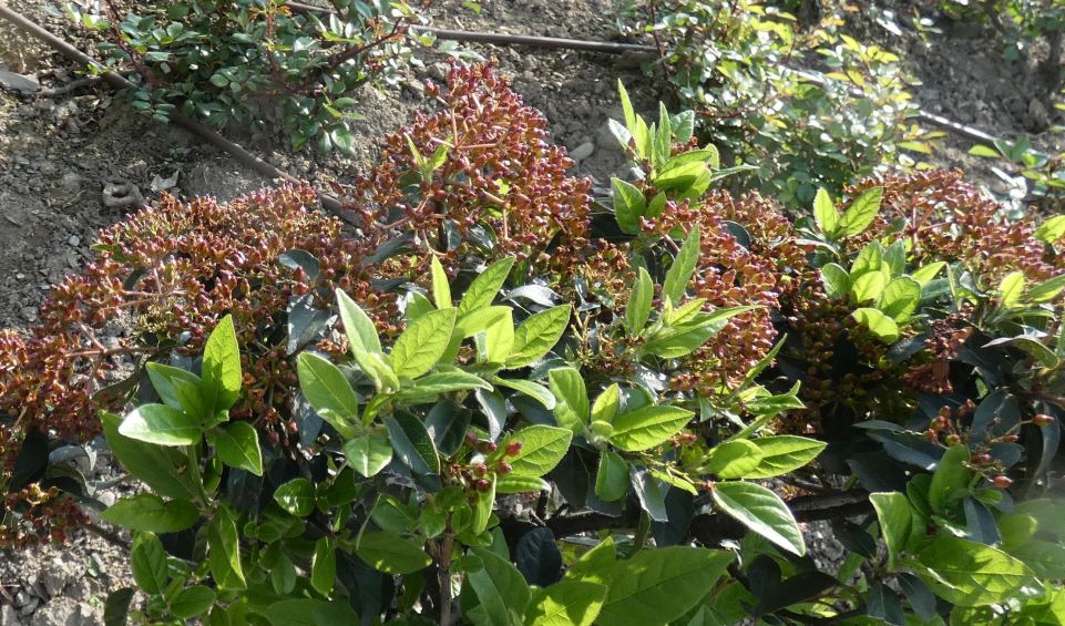 Viburnum tinus e Viburnus davidii