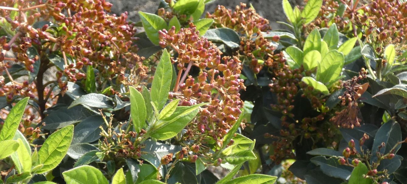 Viburnum tinus e Viburnus davidii