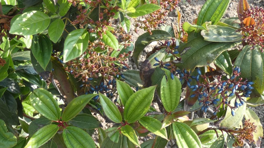 Viburnum tinus e Viburnus davidii