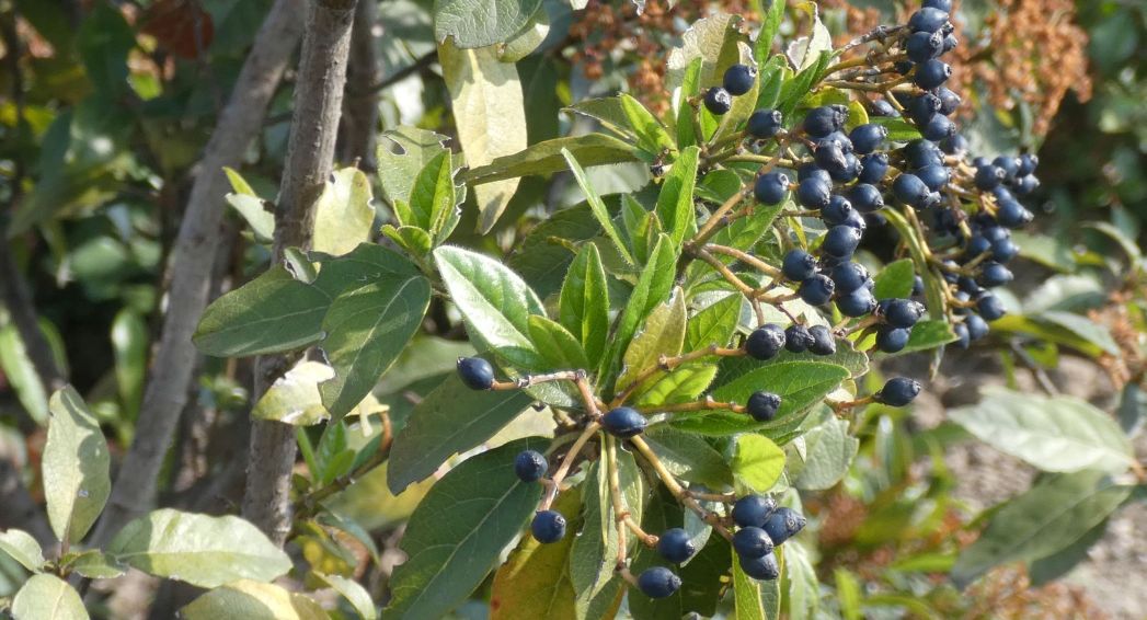 Viburnum tinus e Viburnus davidii