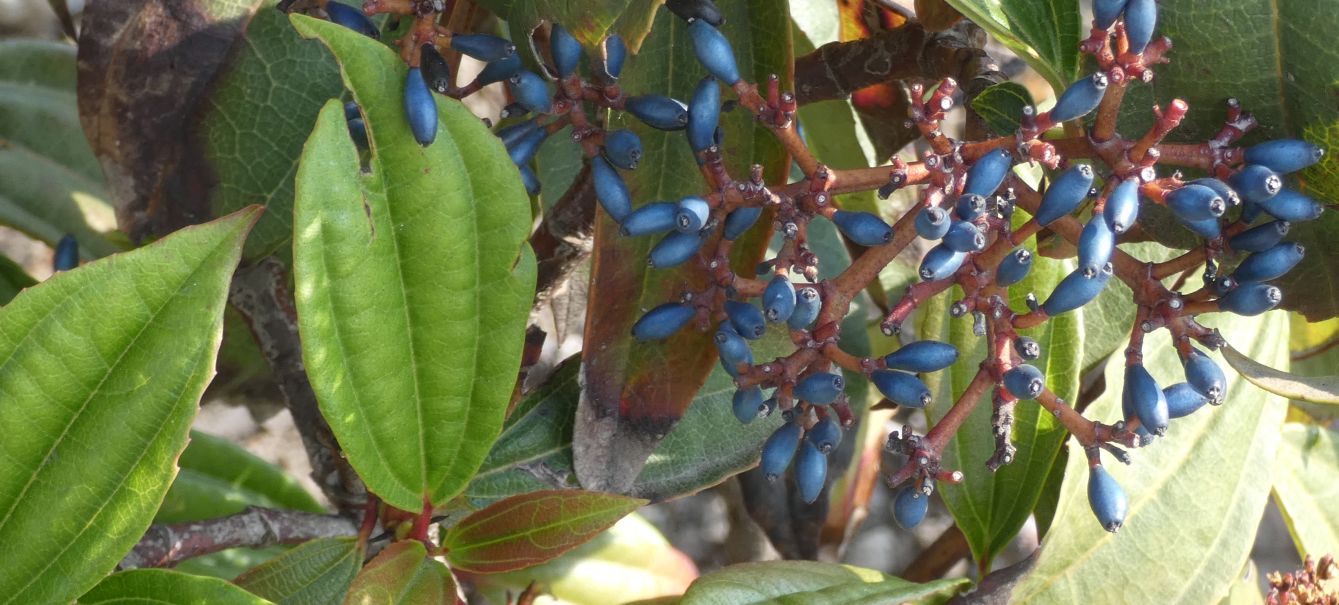 Viburnum tinus e Viburnus davidii