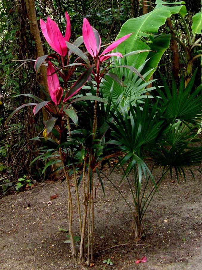 Messicana dalle grandi foglie viola - Cordyline terminalis