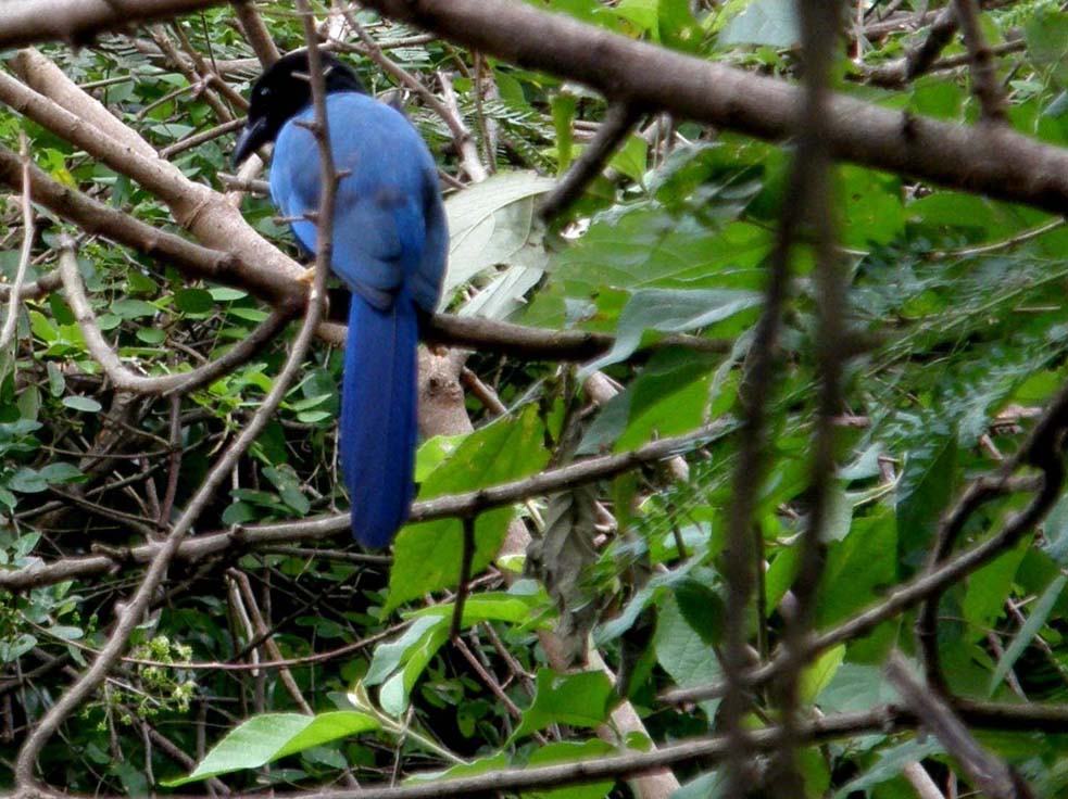 Passeriformi messicani dal blu intenso