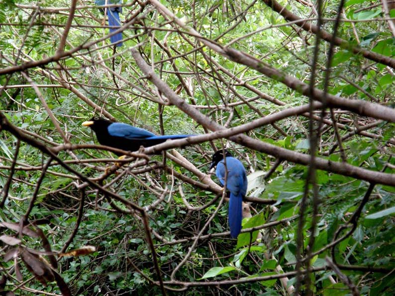 Passeriformi messicani dal blu intenso