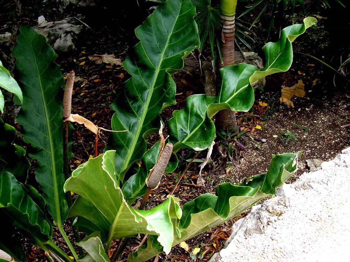 In Messico: Anthurium cubense