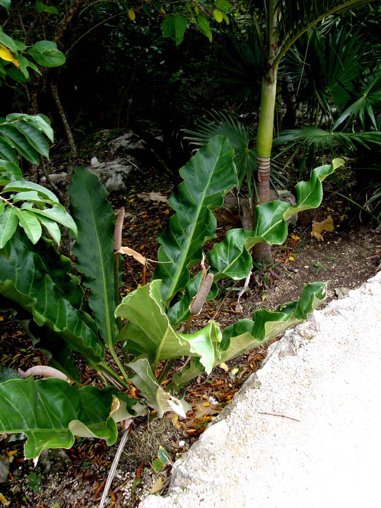 In Messico: Anthurium cubense