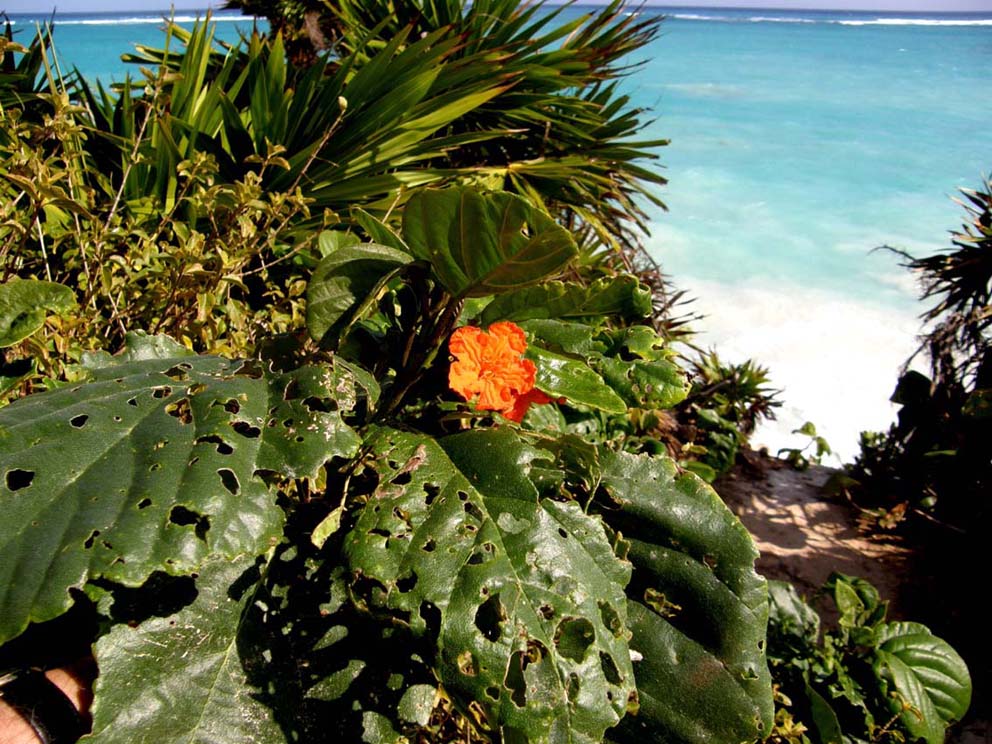 Strano fiore arancione messicano - Cordia subcordata