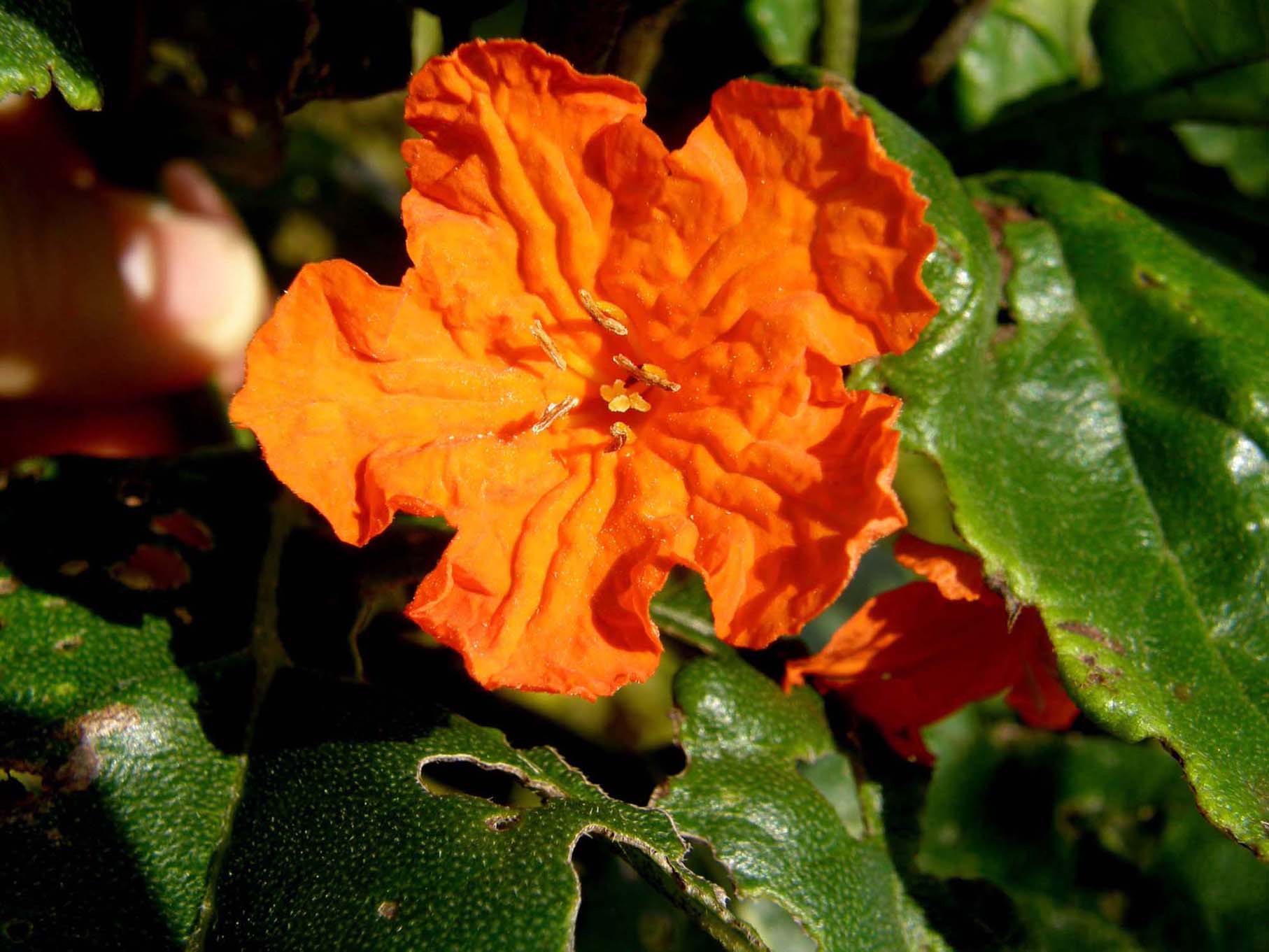 Strano fiore arancione messicano - Cordia subcordata