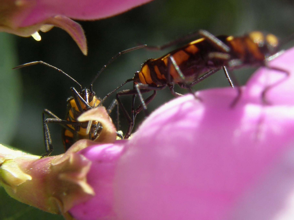 Eterotteri messicani:  Oncopeltus sexmaculatus (Lygaeidae)