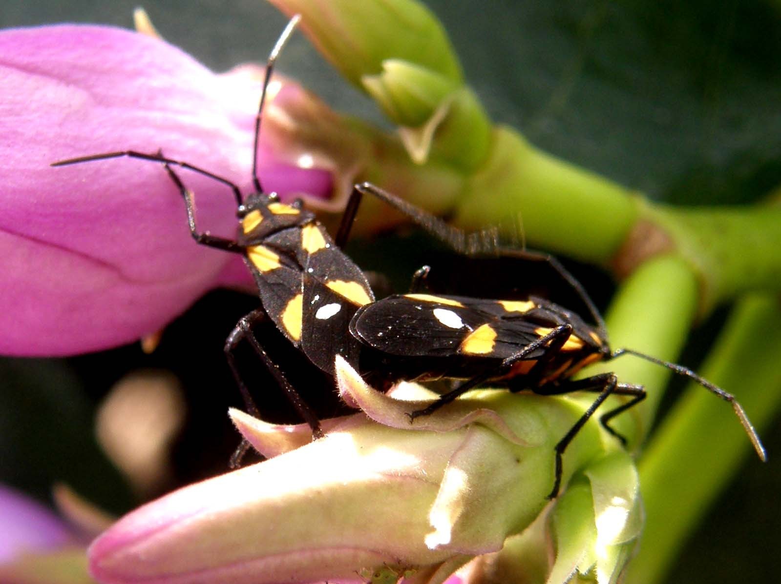 Eterotteri messicani:  Oncopeltus sexmaculatus (Lygaeidae)